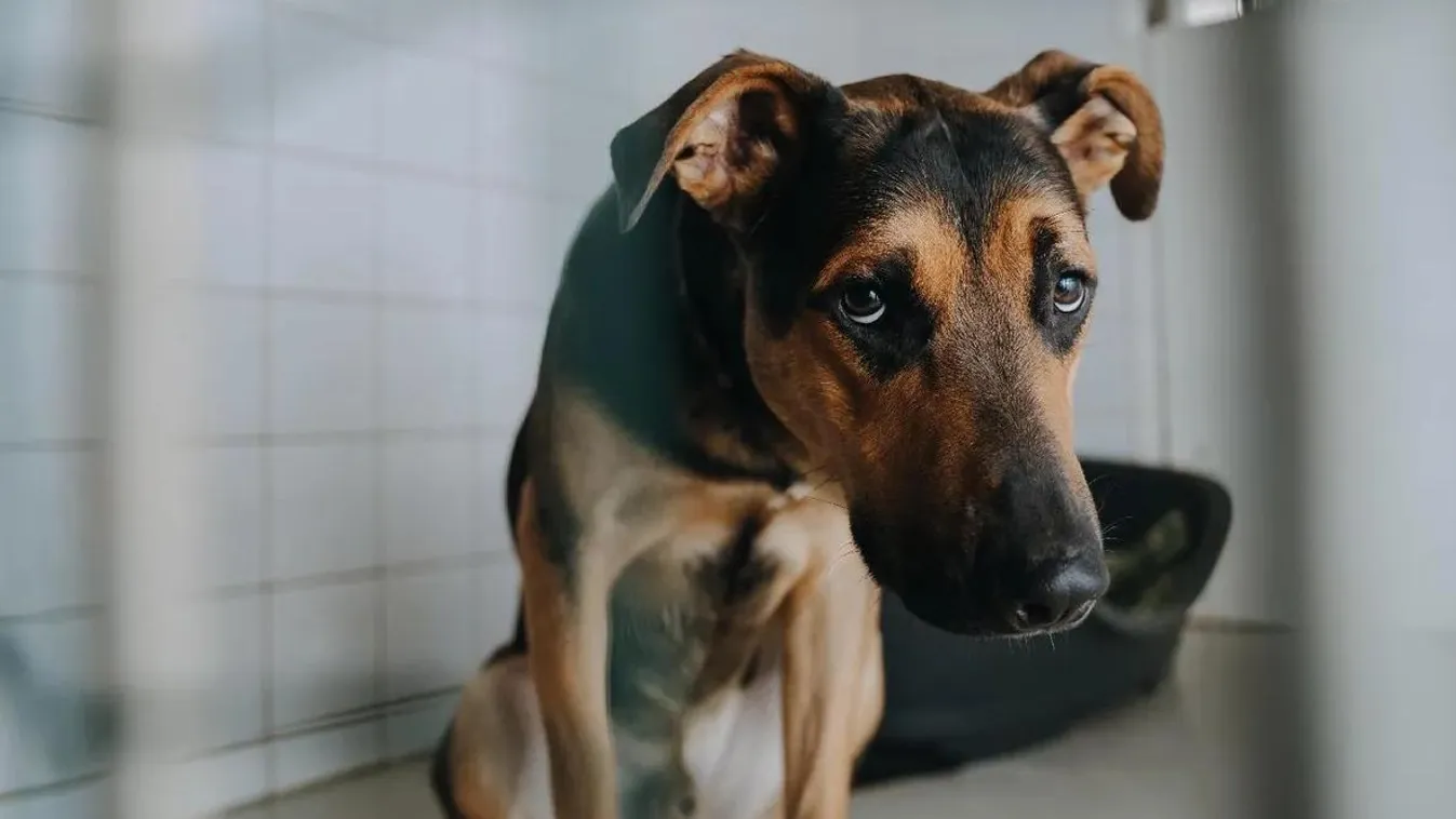 „Ez szakmailag katasztrófa lenne!” – az Állatvédelmi DPK alapítója kiakadt a kutya-macskaadóra, szerinte a felelős gazdákat büntetné a Tisza-program