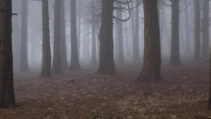 17 év után, erdőben bukkantak egy halottnak hitt férfire