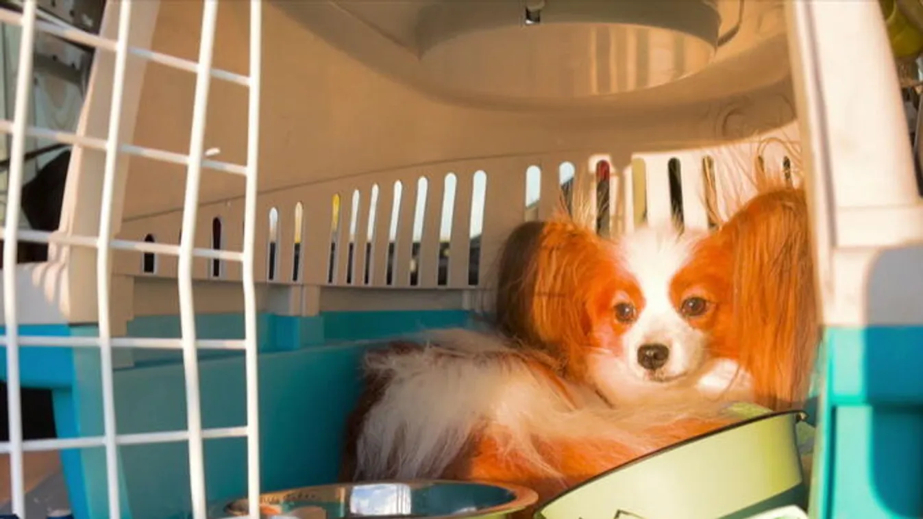 Balesetes kutyát mentett a Tények stábja