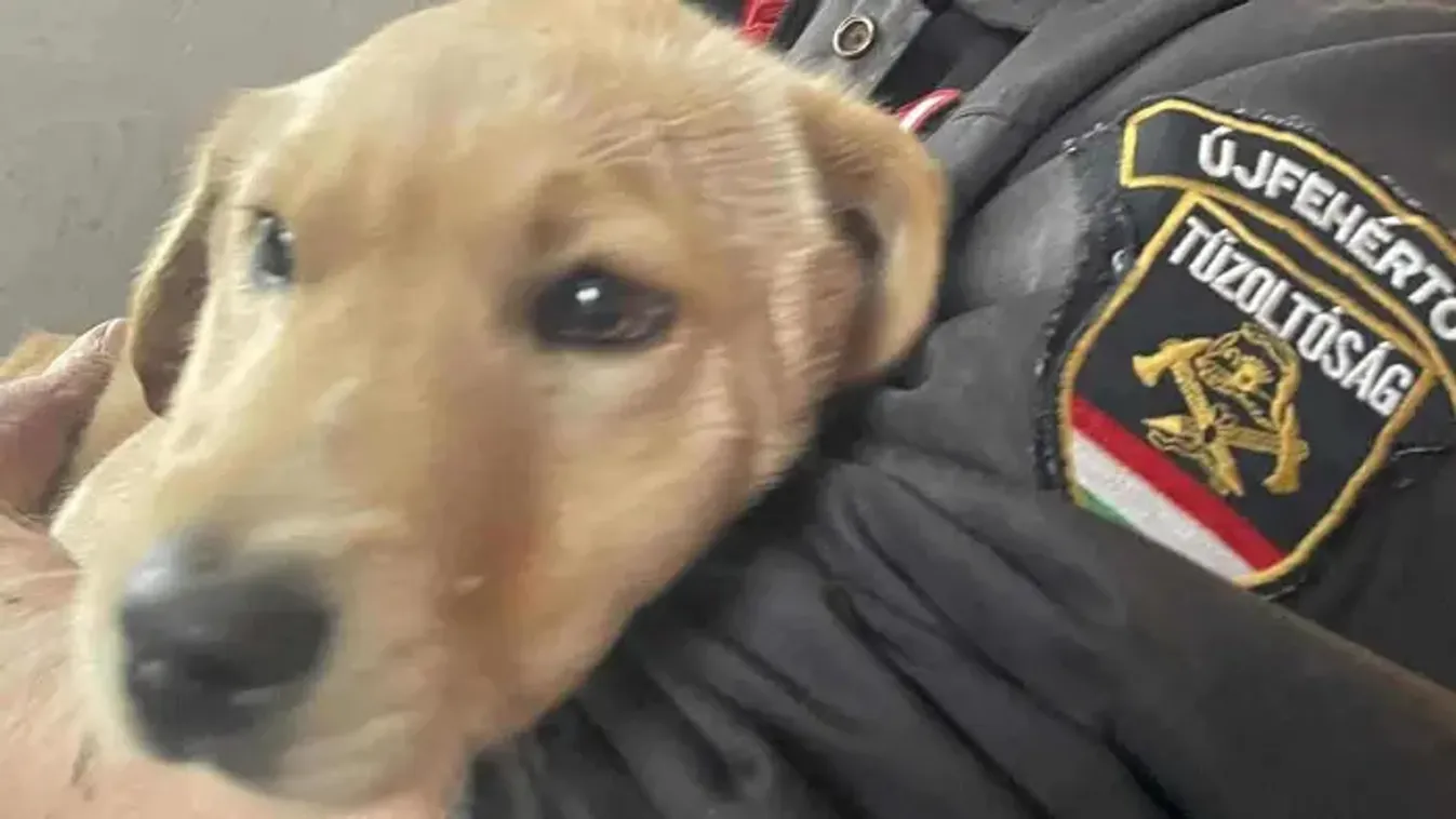 Drámai mentés Újfehértón: játékos pillanatból lett rémálom