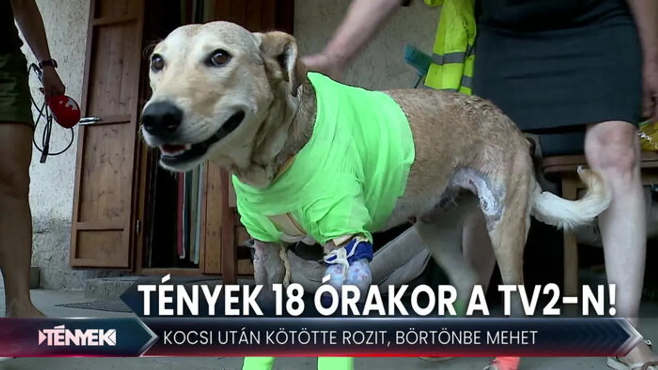 Megkínozta kutyáját, börtönbe mehet - Tények 18.00