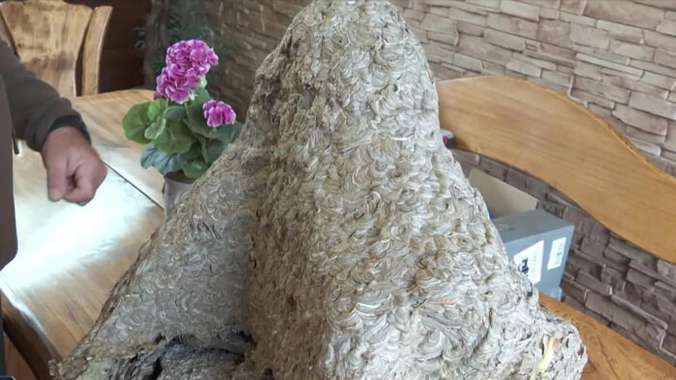 Óriás darázsfészket találtak Dévaványán