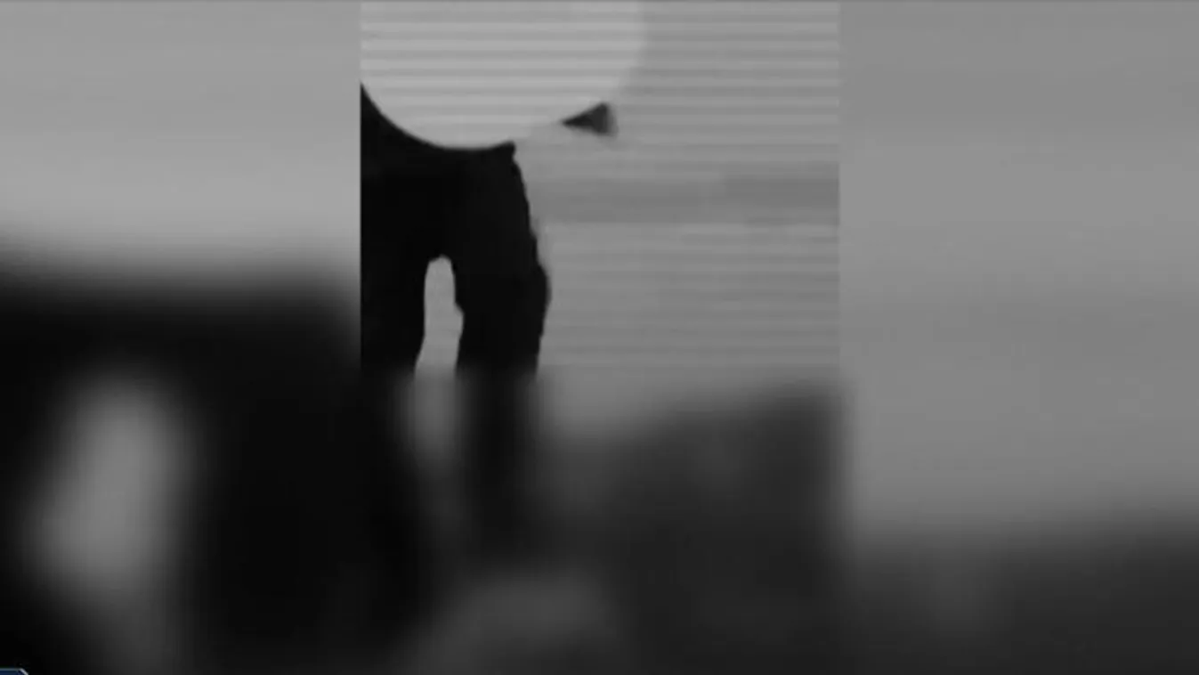 Videóra vette, ahogy megöli a macskát