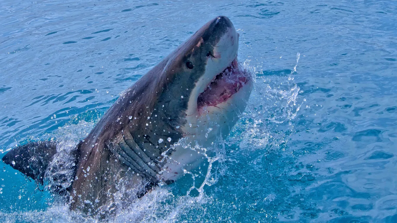 Halálos cápatámadás: két embert vett célkeresztjébe a vízi szörnyeteg