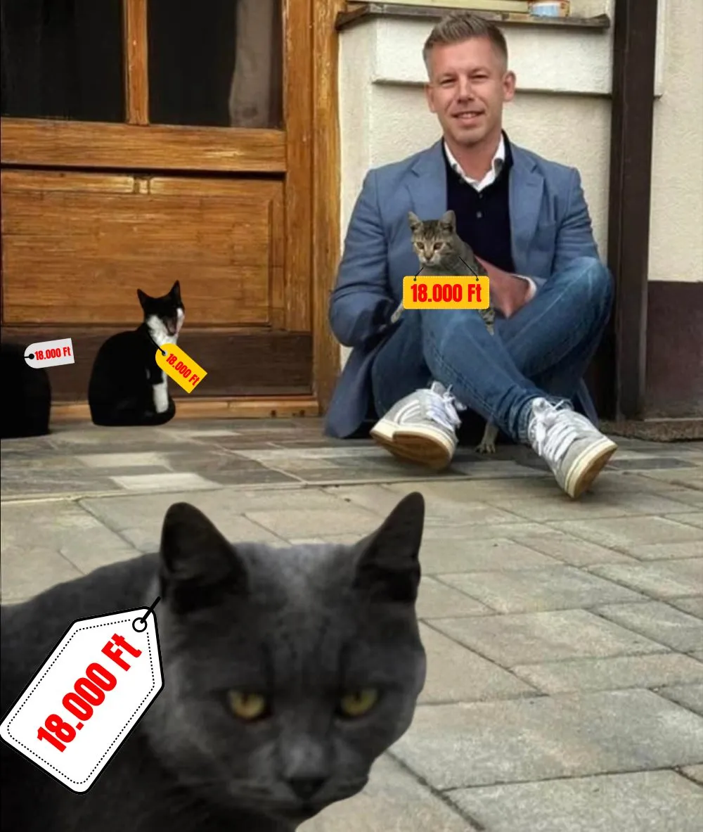 Magyar Péter macskákkal