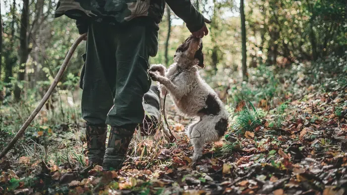 Súlyos vadászbaleset történt Hajdú-Biharban: a nyúl helyett barátját találta el a lövés