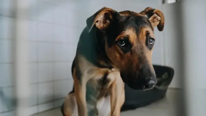 „Ez szakmailag katasztrófa lenne!” – az Állatvédelmi DPK alapítója kiakadt a kutya-macskaadóra, szerinte a felelős gazdákat büntetné a Tisza-program