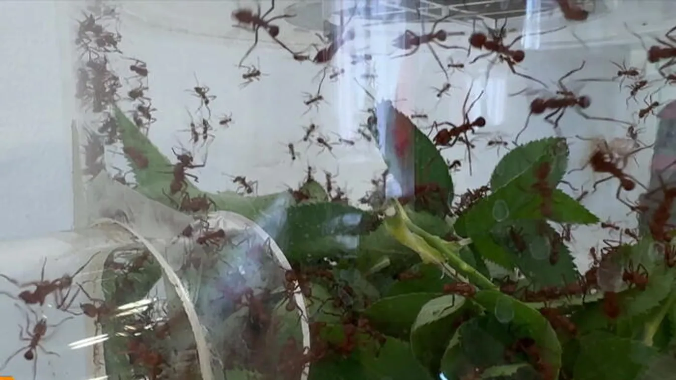 Nem bolond, csak hangyás!