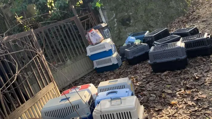 Állati pokol Zalaegerszegen: 23 állatot tartottak horror körülmények között