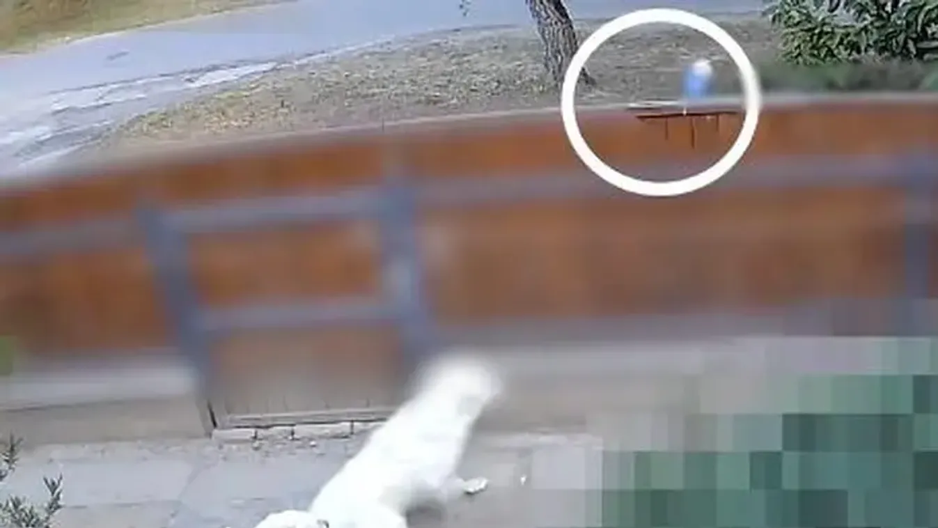 Zavarta az ugatás, ezért megmérgezte a szomszéd kutyáit