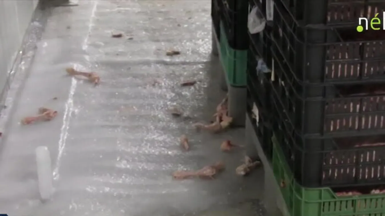 Rovarok és patkányürülék a húsüzemben