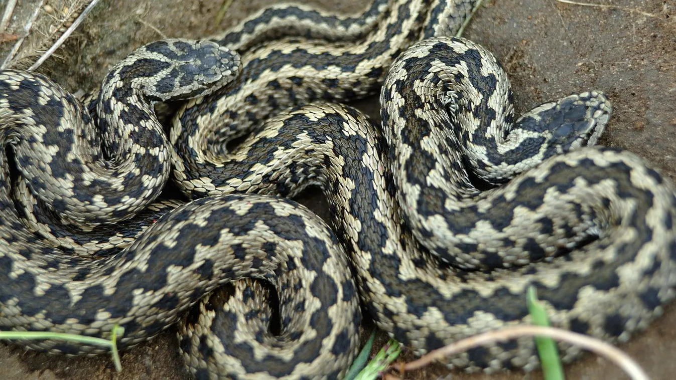 Titokzatos kígyó tartja rettegésben a kisalföldi lakosokat