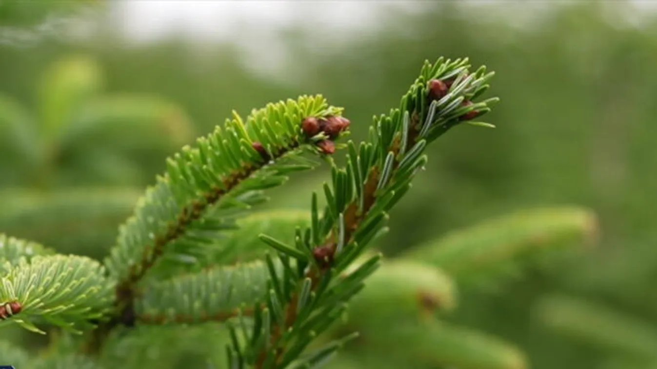 Tíz százalékkal lesz drágább a fenyő