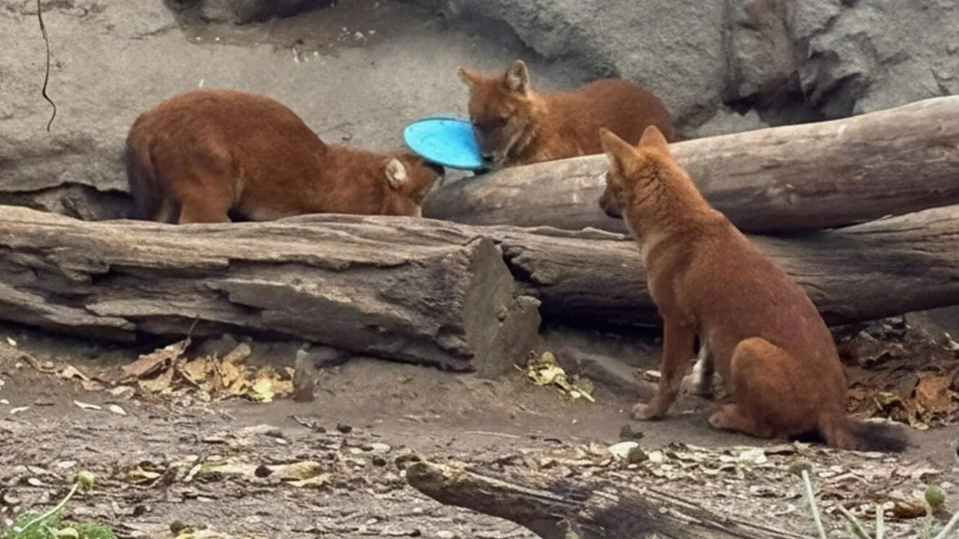 Életveszélybe kerültek az állatkert vadkutyái egy felelőtlenség miatt