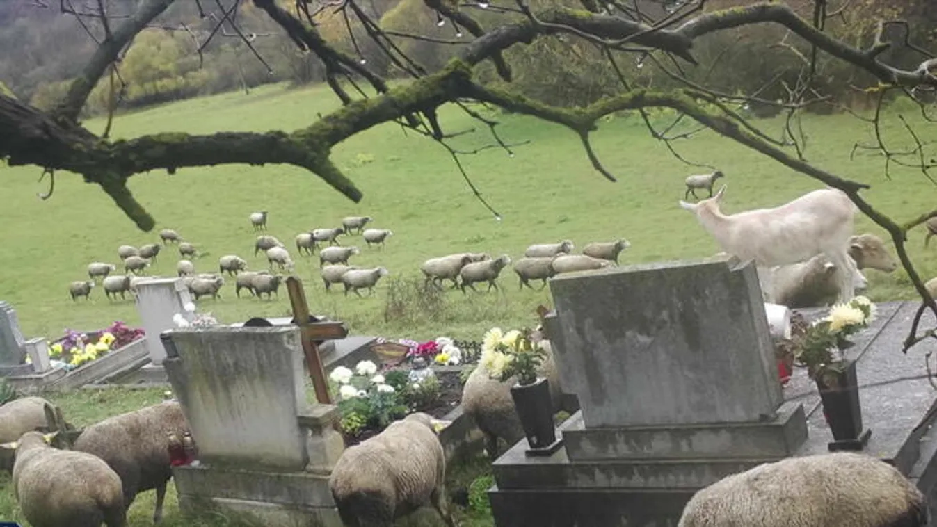 Juhok randalíroztak a temetőben