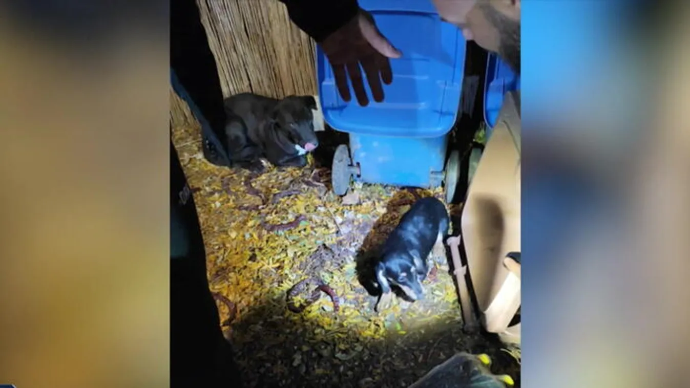 Ebrendészeti telepen gyilkolt kutyákat