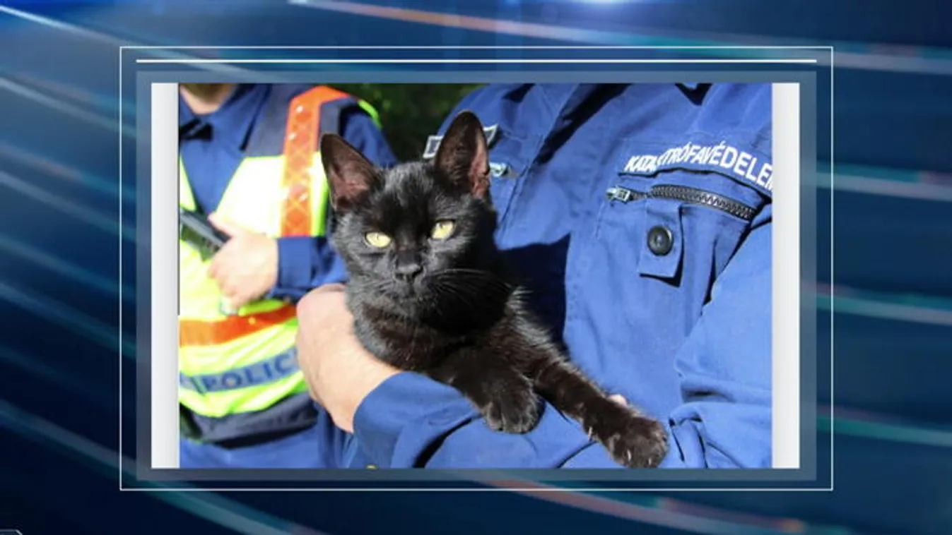 A macska gyújtogathatott a panelban