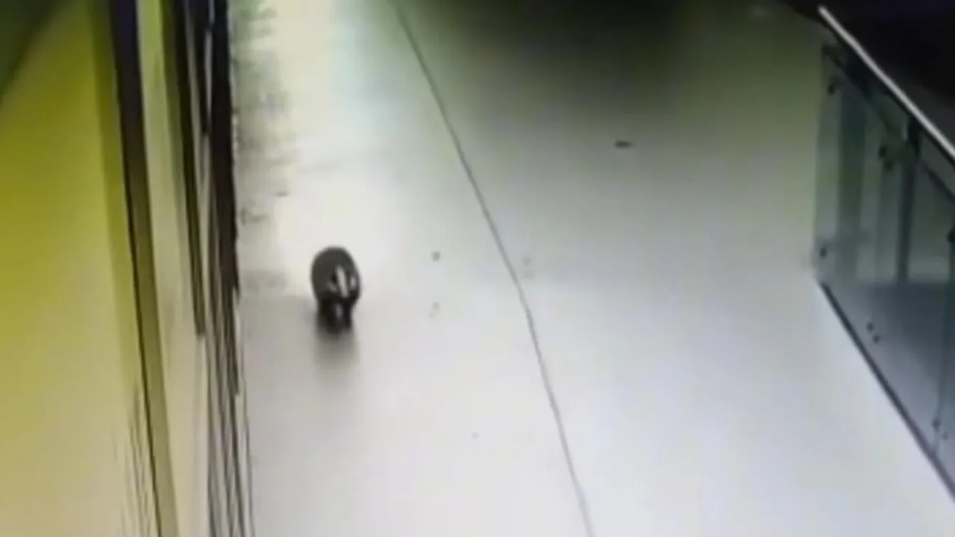 Bevásárolni indulhatott? Borz randalírozott Érd egyik bevásárolóközpontjában - Videó