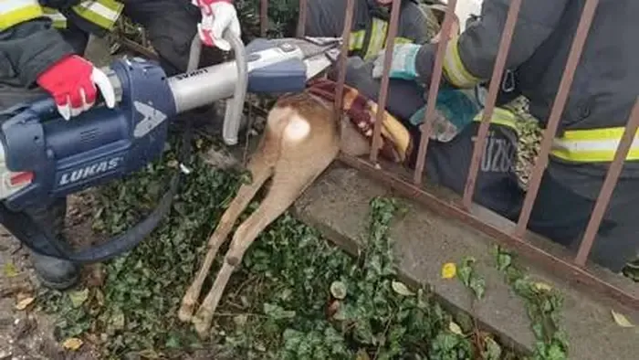 Szorult helyzetbe került egy őz Diósdon, videón a mentőakció