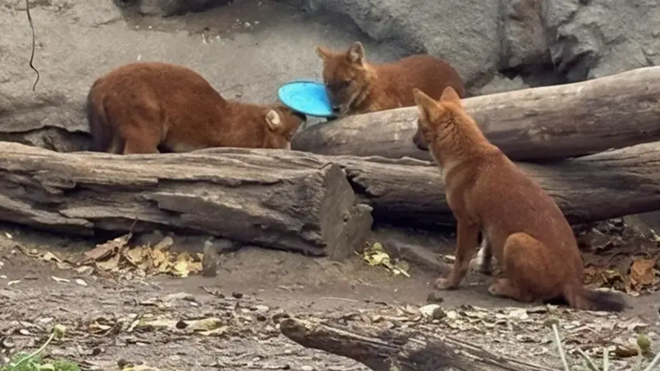 Életveszélybe kerültek az állatkert vadkutyái egy felelőtlenség miatt
