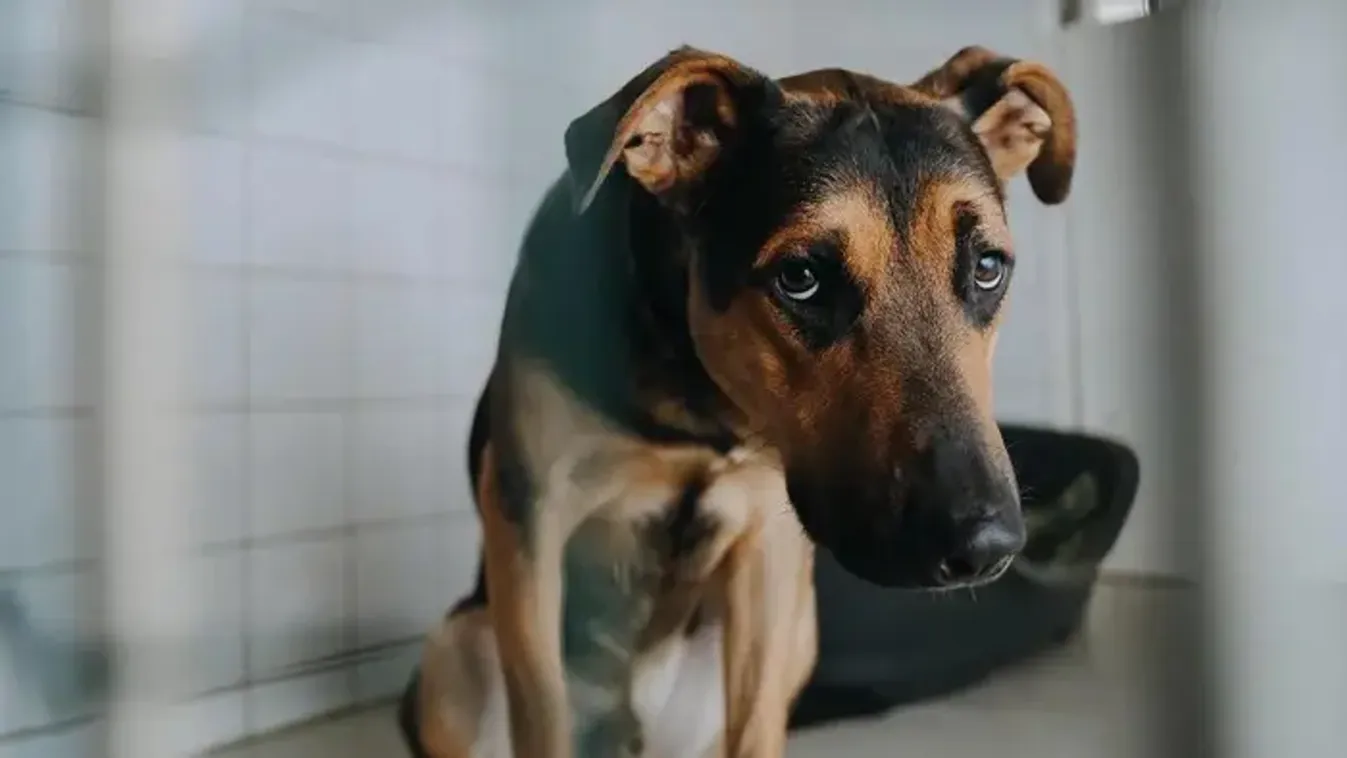 „Ez szakmailag katasztrófa lenne!” – az Állatvédelmi DPK alapítója kiakadt a kutya-macskaadóra, szerinte a felelős gazdákat büntetné a Tisza-program