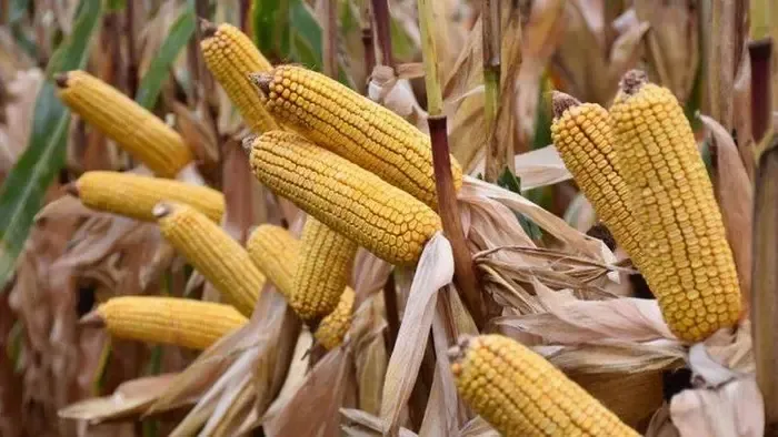 Rengeteg kukoricánk lesz a kormány aszályintézkedéseinek hála