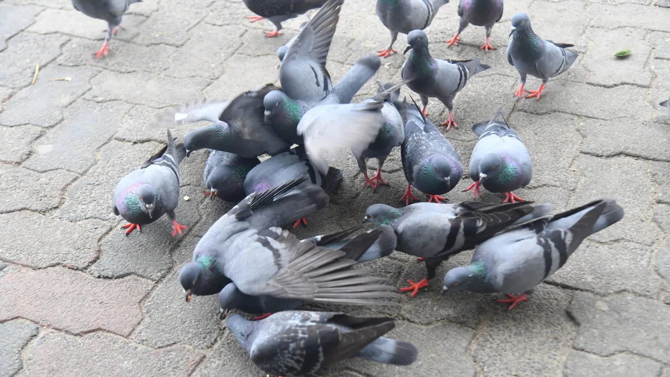 Közfelháborodást váltott ki Cognac városában a galambok kilövése
