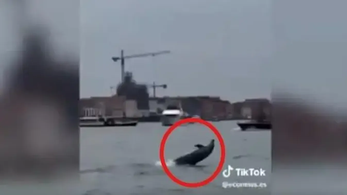 Visszatért a velencei delfin - videóval