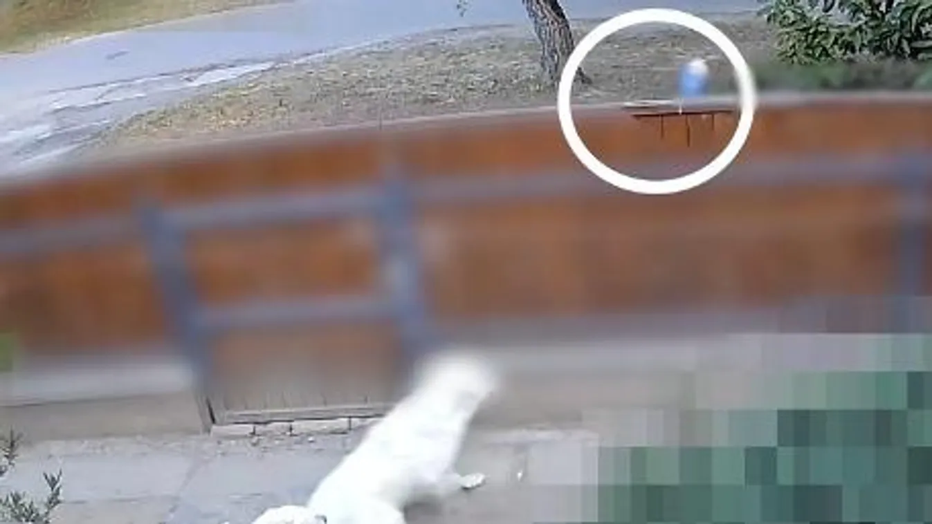 Zavarta az ugatás, ezért megmérgezte a szomszéd kutyáit