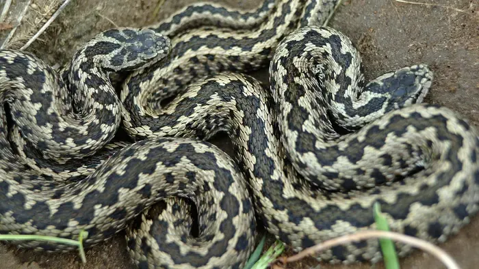 Titokzatos kígyó tartja rettegésben a kisalföldi lakosokat