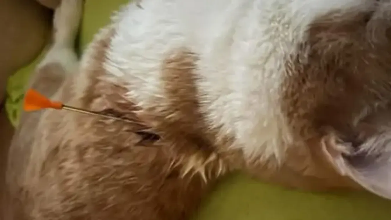 Sokkoló állatkínzás Szolnokon: Megrázó képeken a házikedvenc