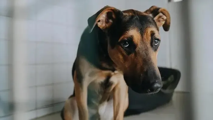 Így vészelhetik át a kutyák és gazdijaik a szilvesztert