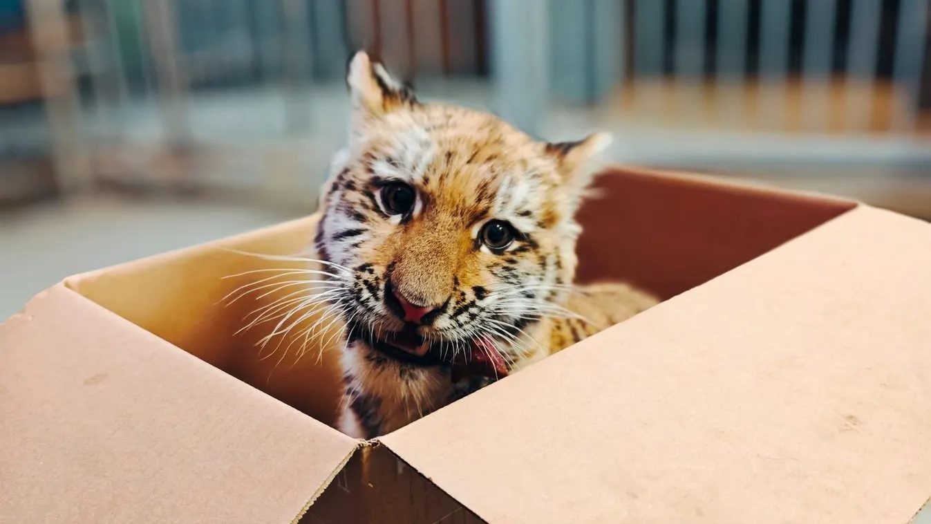 Megvan az alföldi razzián talált kistigris neve, nagyon találó