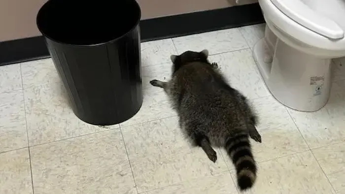 Egy mosómedve részegedett le egy italboltban, fotón a berúgott kisállat
