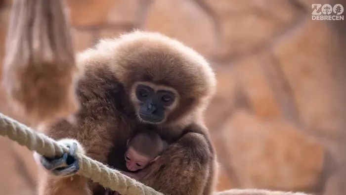 Világraszóló örömhírt jelentett be a debreceni állatkert