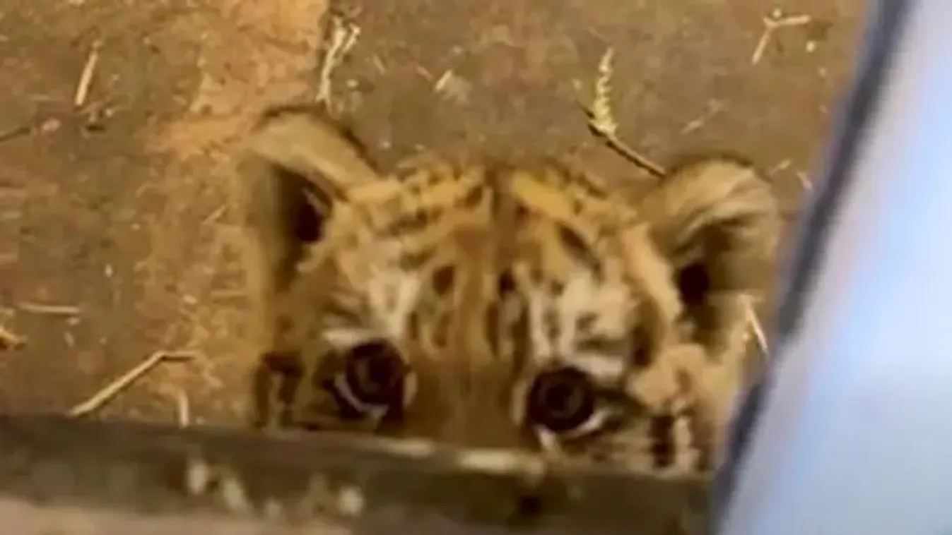 Hihetetlen, igazi tigrisre bukkantak egy tiszafüredi házban