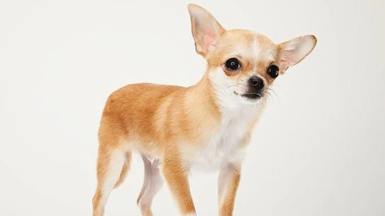 Pokollá tette férje életét a csivavamániás feleség – ájulásig kínozta, majd bezárta a kennelbe