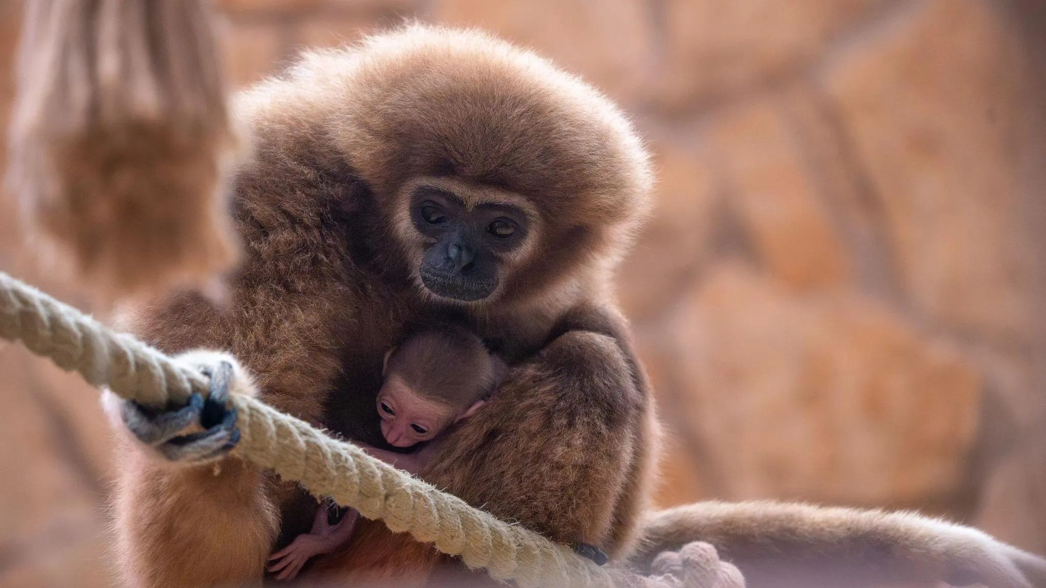 Világraszóló örömhírt jelentett be a debreceni állatkert