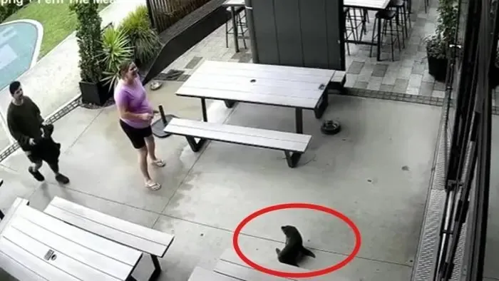 Cuki betolakodó lepte meg egy kocsma vendégeit