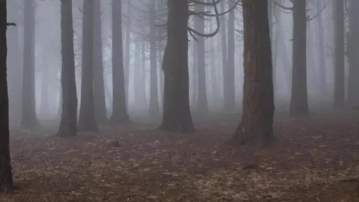 Holttestet talált Tokajnál egy kiránduló