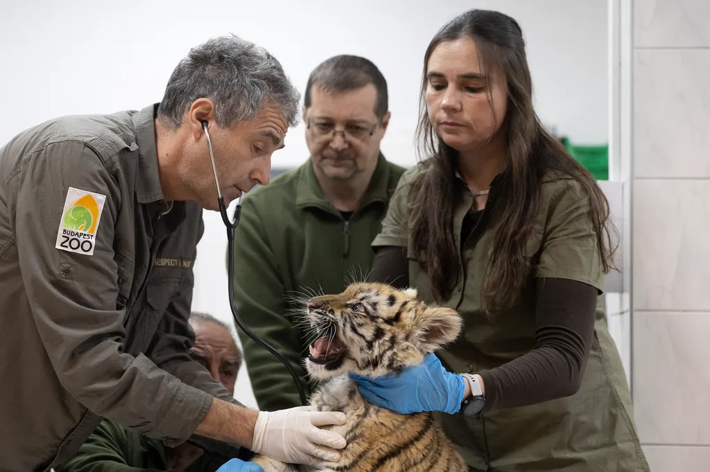 Budapest, 2025. december 8.
Sós Endre főigazgató (b) megvizsgálja a rendőrség által egy tiszafüredi férfitől lefoglalt 3 hónapos kistigrist, mielőtt védőoltást adott neki a Fővárosi Állat- és Növénykert állatorvosi klinikáján 2025. december 8-án. A 40 év