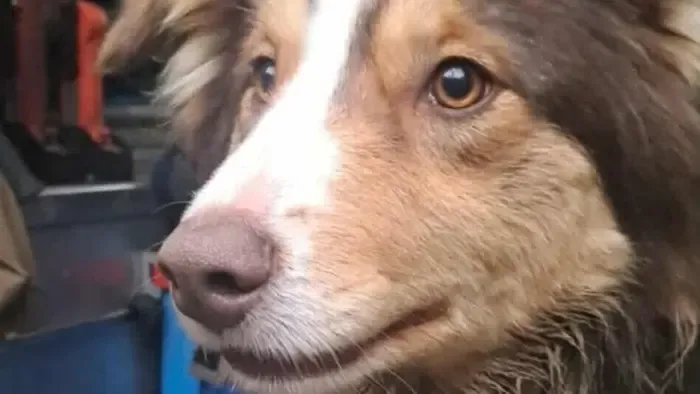 Kutya vezette a tűzoltókat a bajba jutott barátjához Hevesben