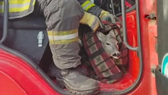 Váratlan vendége akadt a szegedi a tűzoltóknak, mentek vele egy kört - Fotók