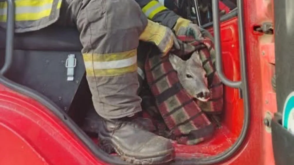 Váratlan vendége akadt a szegedi a tűzoltóknak, mentek vele egy kört - Fotók
