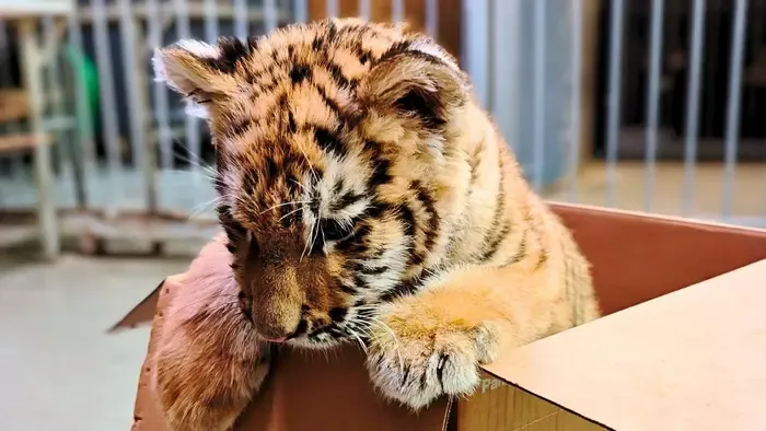 Az alföldi kistigris névadó versenye várja a szavazatokat