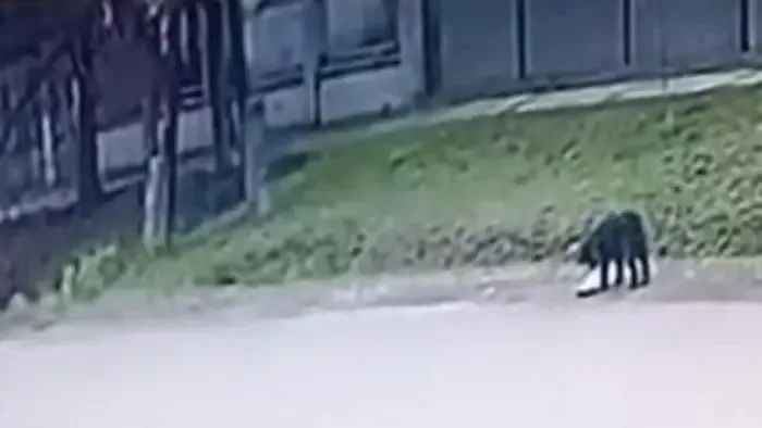 Brutális állatkínzás sokkolta Abonyt, videón az esztelen tombolás