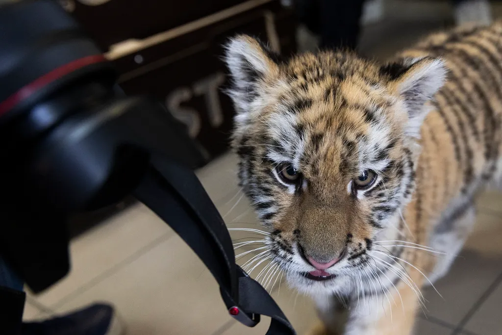 Budapest, 2025. december 8.
A rendőrség által egy tiszafüredi férfitől lefoglalt 3 hónapos kistigris a Fővárosi Állat- és Növénykert állatorvosi klinikáján, ahol védőoltást kapott 2025. december 8-án. A 40 éves férfi ellen természetkárosítás, valamint ve