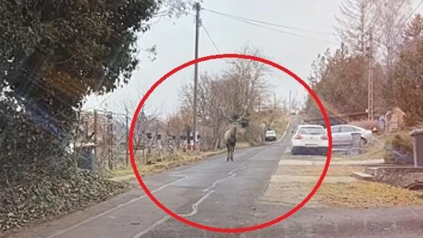 Döbbenetes videó: Egy óriás andalgott Jobbágyi utcáin