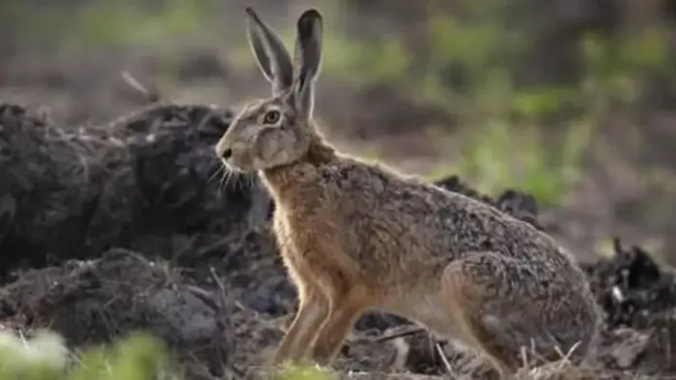 Futótűzként terjed egy veszélyes vírus Békésben