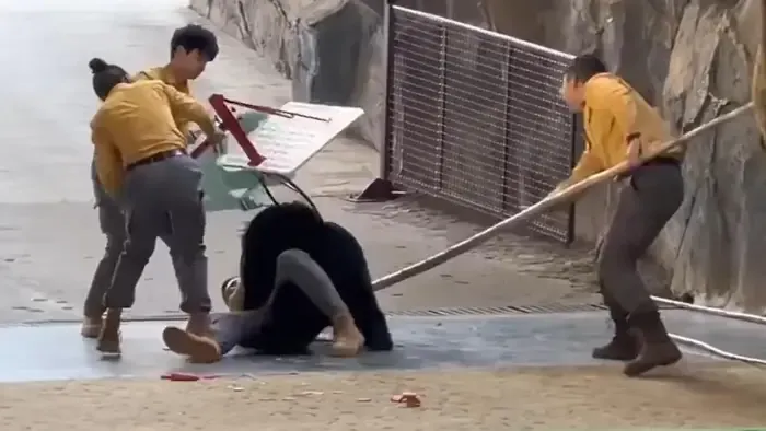 Állatkerti horror: Félelmetes eset történt a kifutón